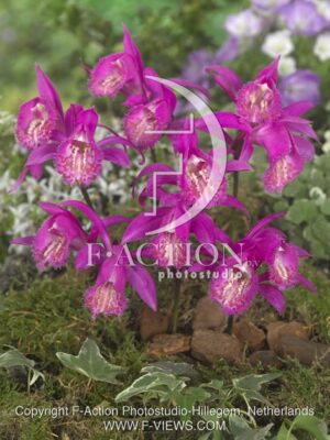 botanic stock photo Pleione