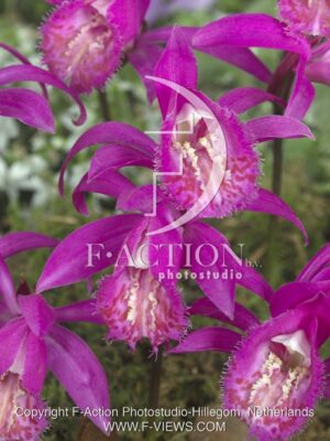 botanic stock photo Pleione