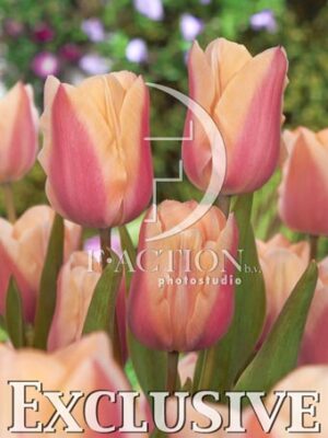botanic stock photo Tulipa
