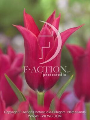 botanic stock photo Tulipa