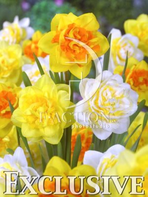 botanic stock photo Narcissus
