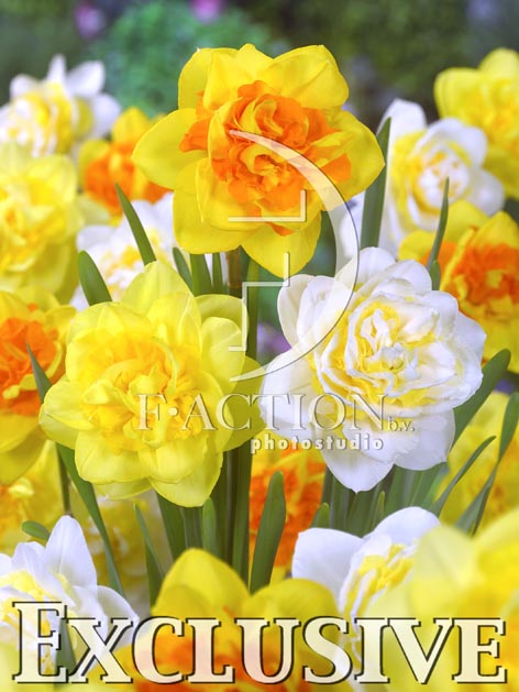 botanic stock photo Narcissus