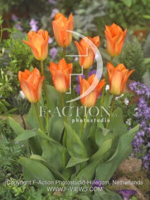 botanic stock photo Tulipa