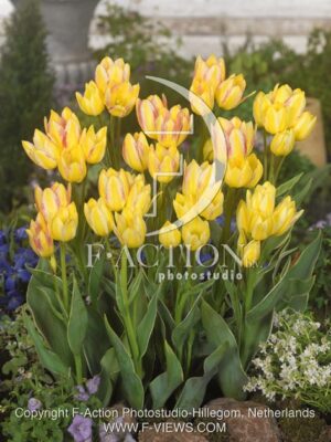 botanic stock photo Tulipa