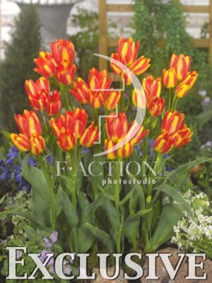 botanic stock photo Tulipa