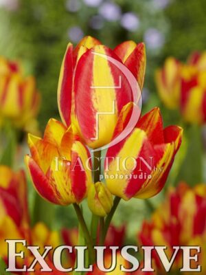 botanic stock photo Tulipa