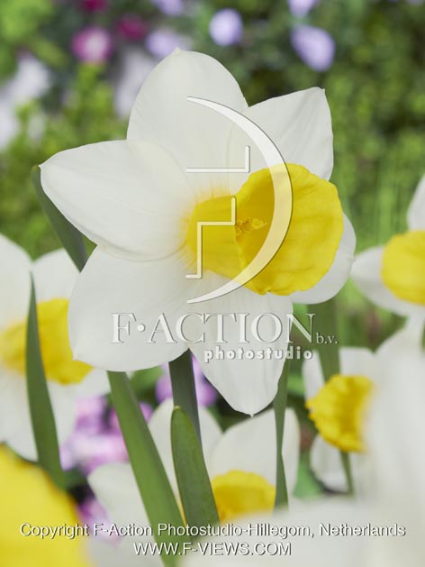 botanic stock photo Narcissus