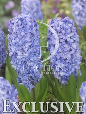botanic stock photo Hyacinthus