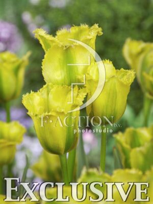 botanic stock photo Tulipa