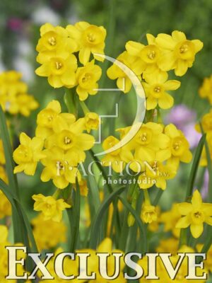 botanic stock photo Narcissus