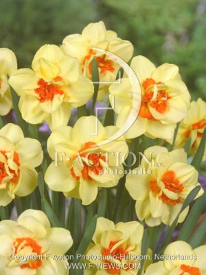 botanic stock photo Narcissus