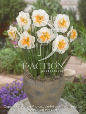 botanic stock photo Narcissus