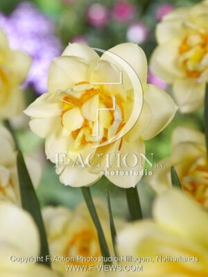 botanic stock photo Narcissus