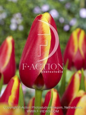 botanic stock photo Tulipa