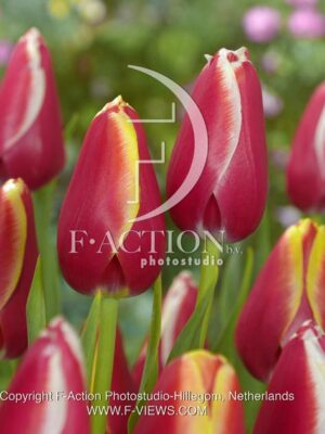 botanic stock photo Tulipa