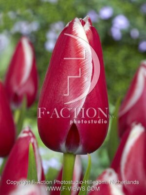 botanic stock photo Tulipa