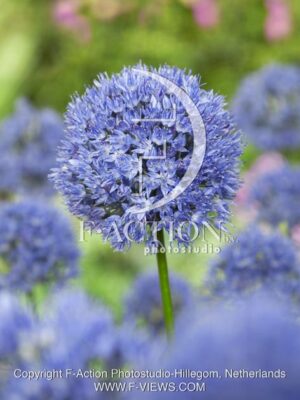 botanic stock photo Allium