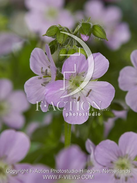 botanic stock photo Geranium