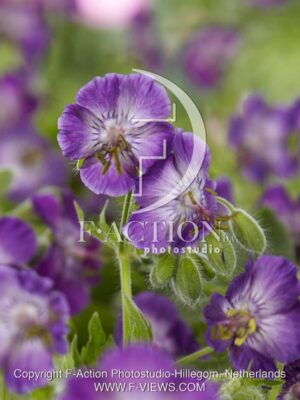 botanic stock photo Geranium