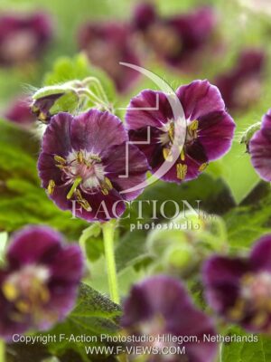 botanic stock photo Geranium