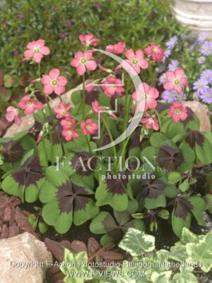 botanic stock photo Oxalis