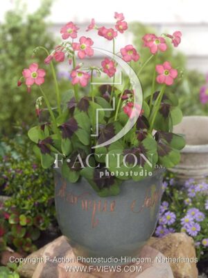 botanic stock photo Oxalis