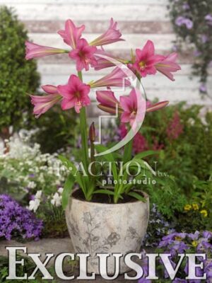 botanic stock photo Hippeastrum