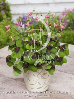 botanic stock photo Oxalis