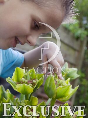 botanic stock photo Tulipa