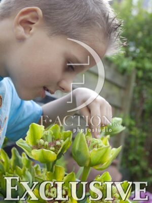 botanic stock photo Tulipa