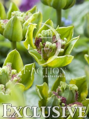 botanic stock photo Tulipa
