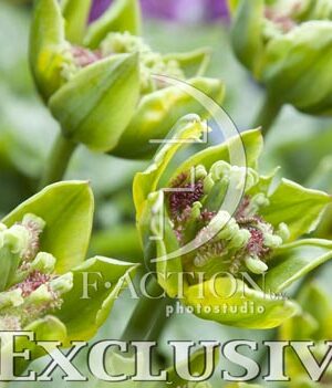 botanic stock photo Tulipa