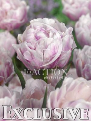 botanic stock photo Tulipa