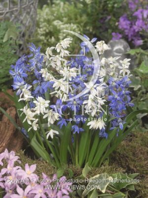 botanic stock photo Scilla