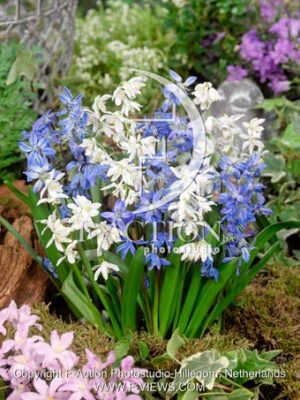 siberica Mixed