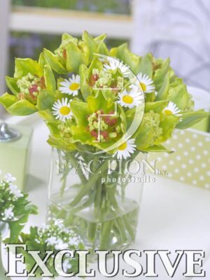 botanic stock photo Tulipa