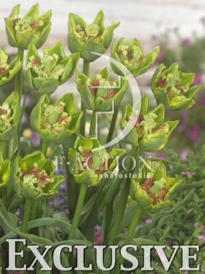 botanic stock photo Tulipa
