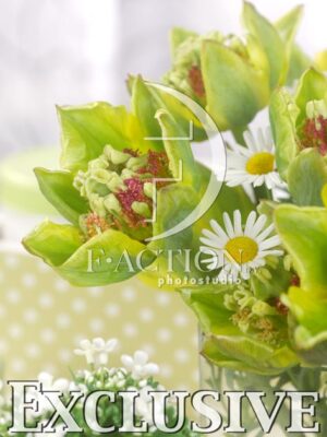 botanic stock photo Tulipa