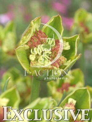 botanic stock photo Tulipa