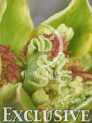 botanic stock photo Tulipa