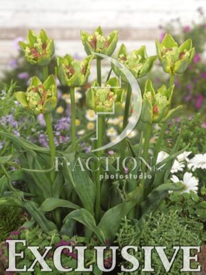 botanic stock photo Tulipa