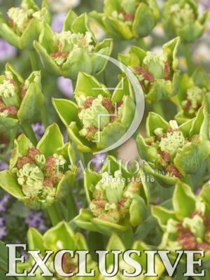 botanic stock photo Tulipa
