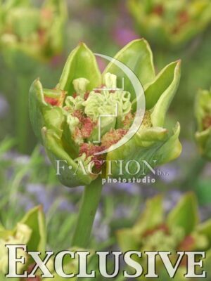 botanic stock photo Tulipa