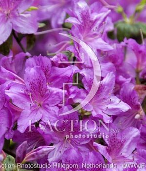 botanic stock photo Azalea