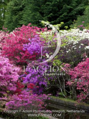 botanic stock photo Azalea