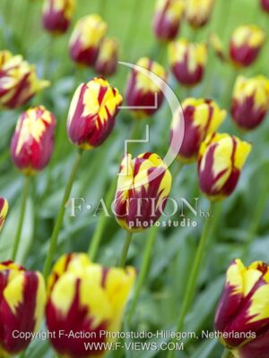 botanic stock photo Tulipa