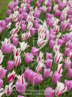 botanic stock photo Tulipa