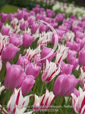 botanic stock photo Tulipa