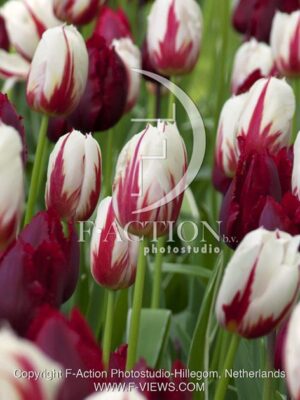 botanic stock photo Tulipa