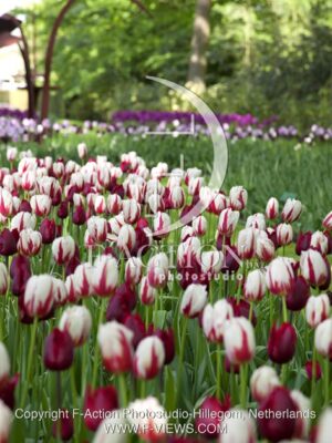 botanic stock photo Tulipa